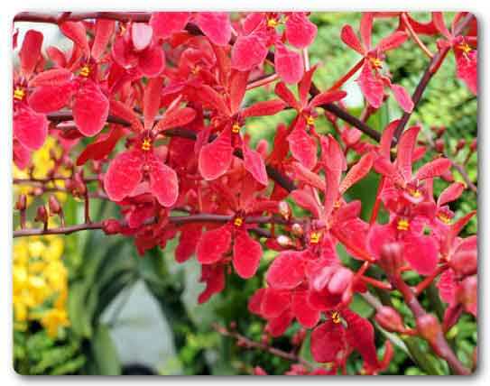  Mizoram State flower, Red Vanda, Renanthera imschootiana